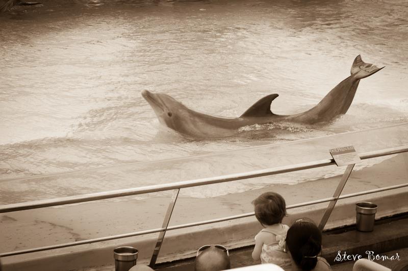 Dolphin Park Corpus Christi