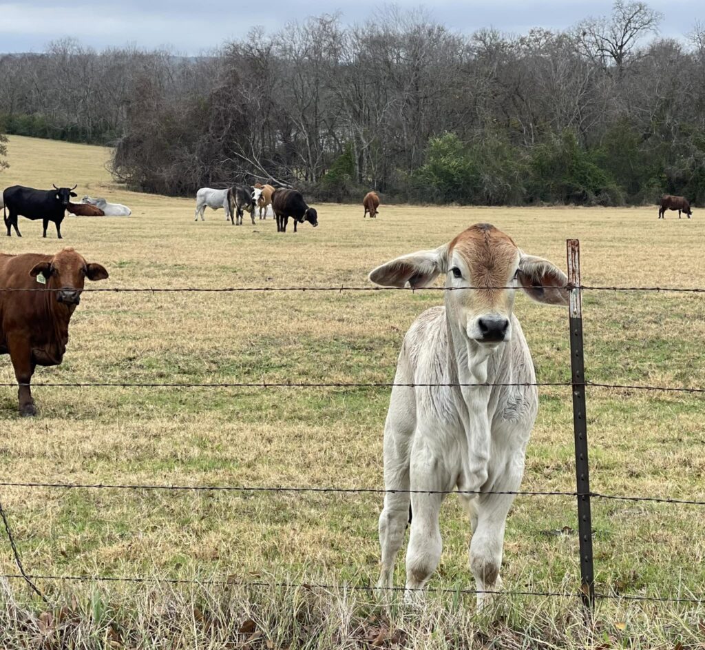 Calf-barbwire-fence-pasture-with-other-cows