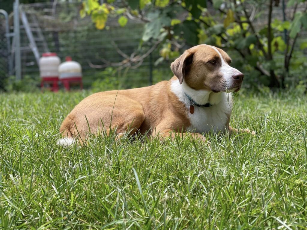 Dog sunbathing in the grass. 